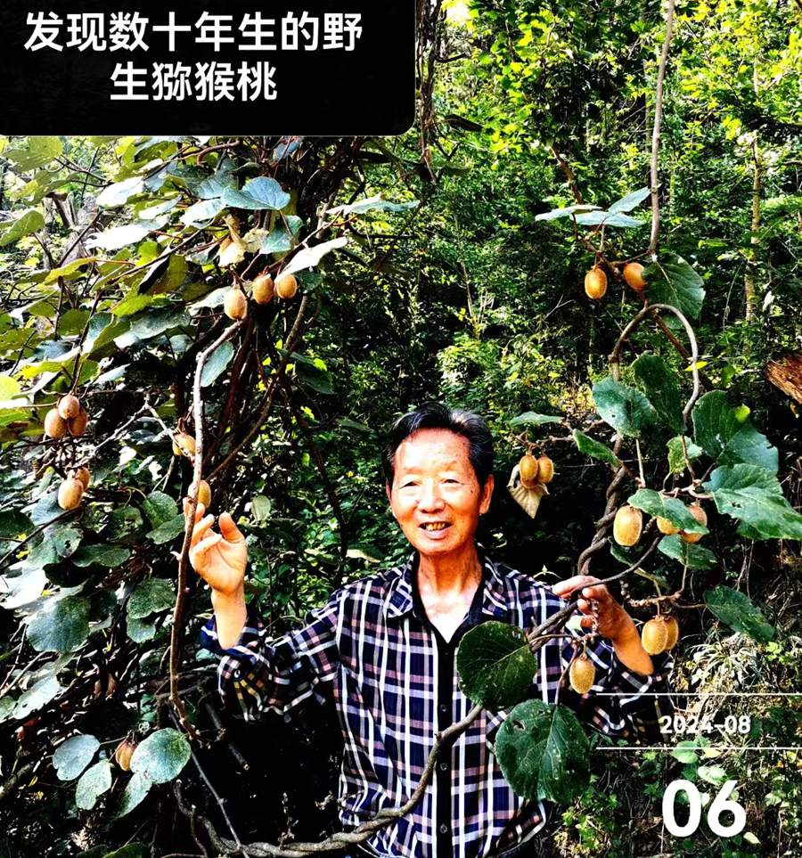 ‘黄仁煌研究员在野外调查猕猴桃资源