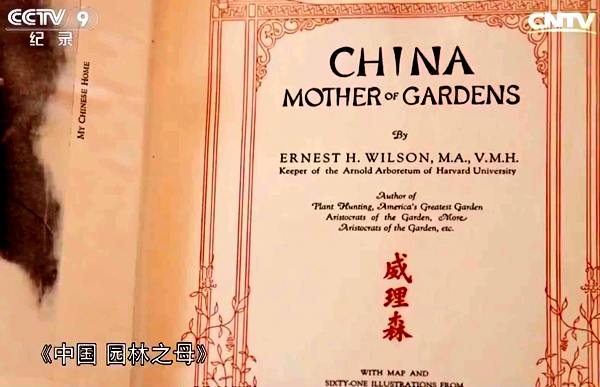 猕猴桃威尔逊