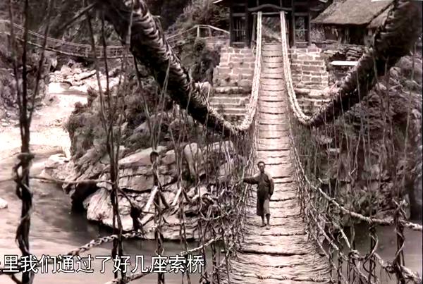 猕猴桃威尔逊