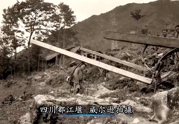 猕猴桃威尔逊