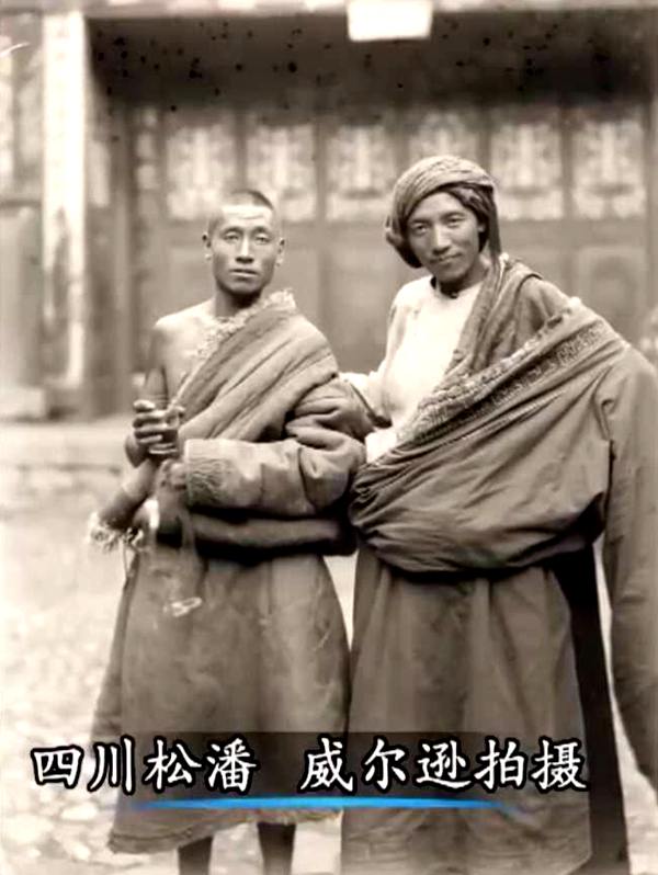 猕猴桃威尔逊