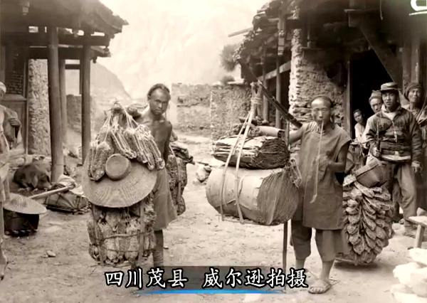猕猴桃威尔逊