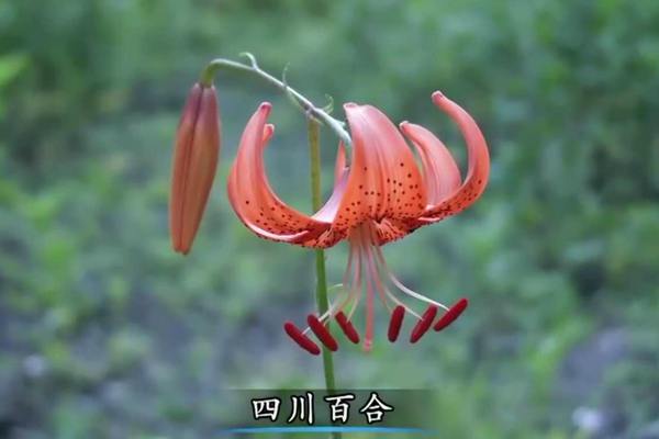猕猴桃威尔逊