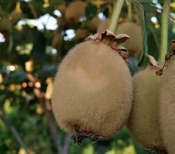 六月份红心猕猴桃种植技术要点，热害预防迫在眉睫