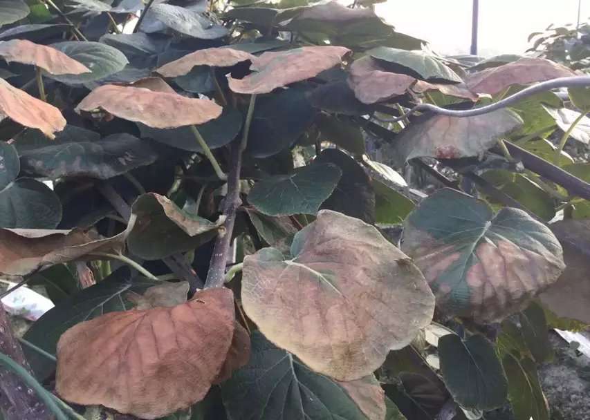 红心猕猴桃高温日灼