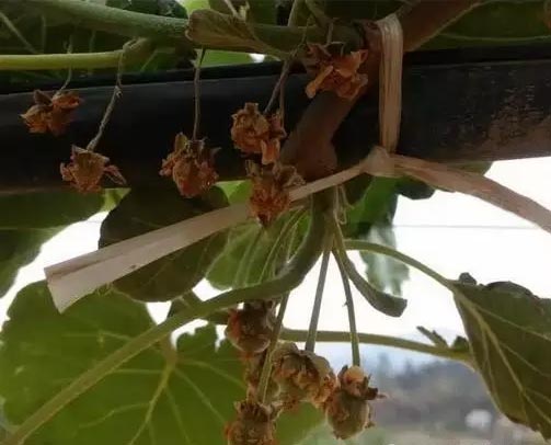 现在正是猕猴桃授粉季节，注意预防花腐病