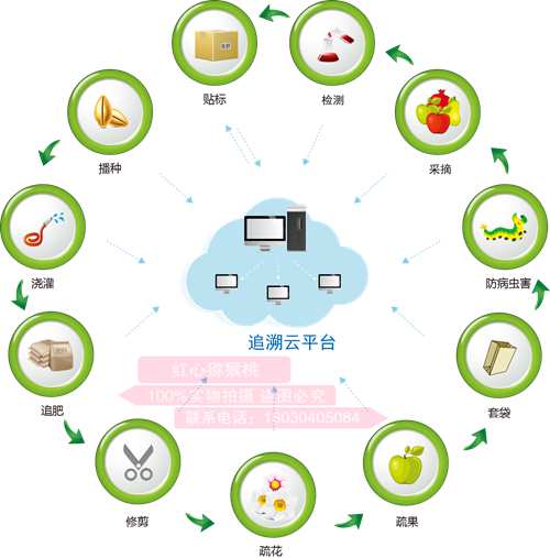 东红红心奇异果