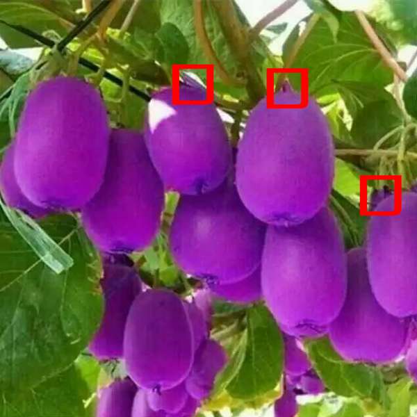 认清紫美猕猴桃的真面目