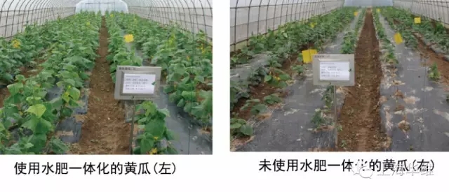 蒲江猕猴桃苗告诉你十七个关于滴灌系统的问题