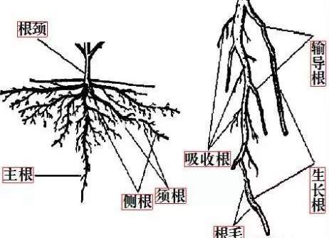 猕猴桃根