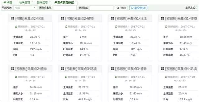 阳光味道猕猴桃