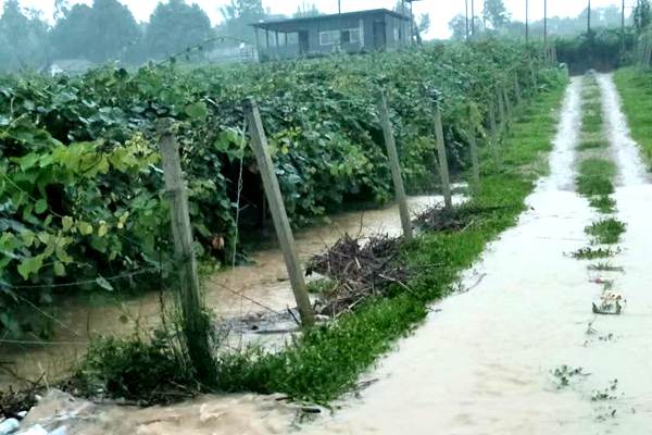 持續強降雨對四川獼猴桃產業的影響及災后挽救建議