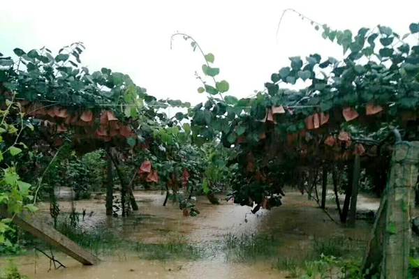 持續強降雨對四川獼猴桃產業的影響及災后挽救建議