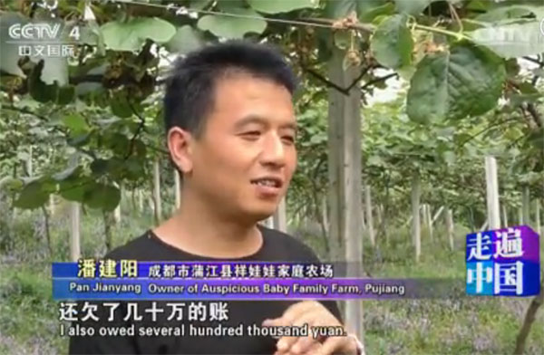 蒲江猕猴桃