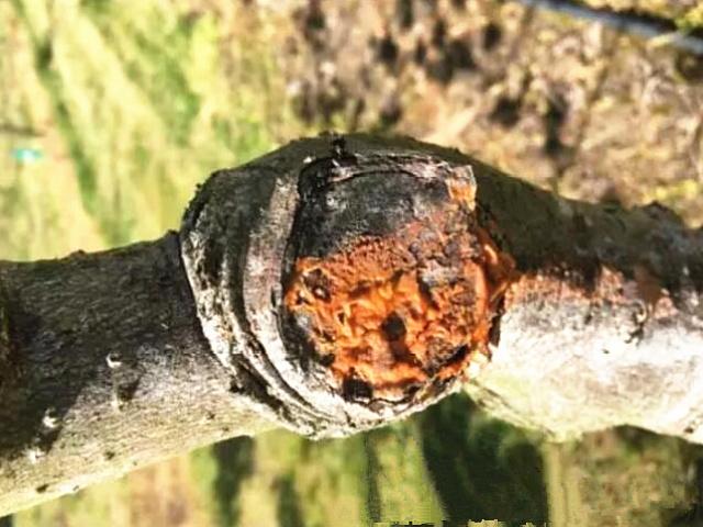 新西兰猕猴桃：溃疡病防治、国内不同的冬季修剪方法