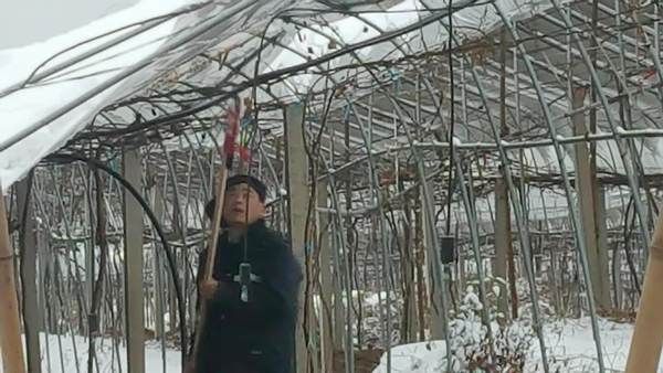 猕猴桃雪灾