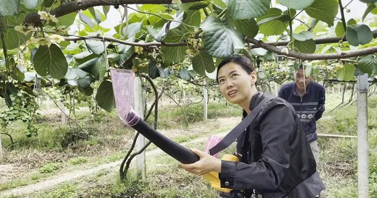 逆境中寻出路 贵州遵义三岔镇猕猴桃小花粉 做出新产业