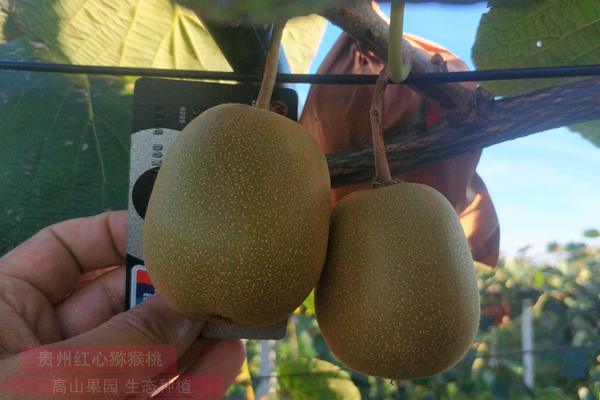 陕西猕猴桃价格多少钱一斤