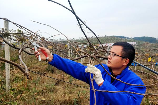 贵州猕猴桃冬季修剪