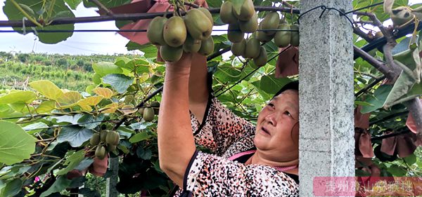 贵州猕猴桃成本利润