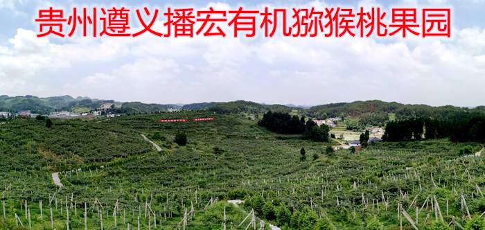 贵州面积最大的红心猕猴桃果园