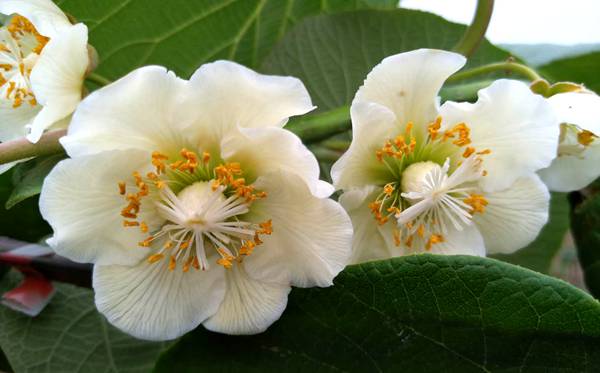 初学者如何区分红心猕猴桃公树母树(雄株雌株)掌握这几点事就不难了