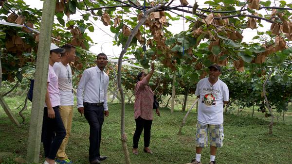 安徽猕猴桃的种植技术与高产栽培