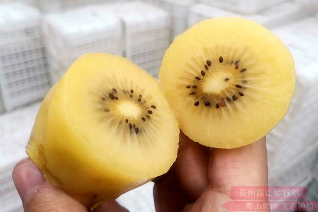 阳光金果g3猕猴桃介绍视频